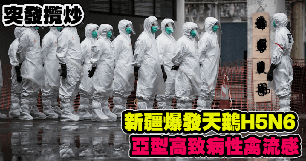 Coronavirus NY Updates - 新疆爆發天鵝H5N6